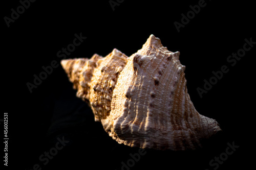 Seashell on black background