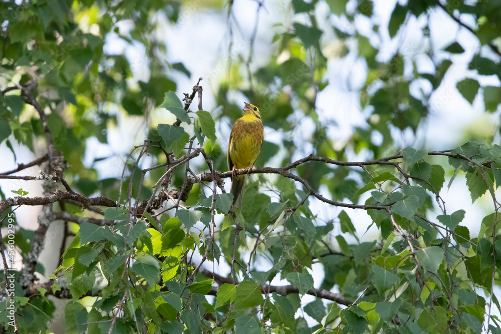 Yellowhammer singing in the South of Sweden.