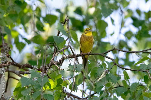 Yellowhammer singing in the South of Sweden.