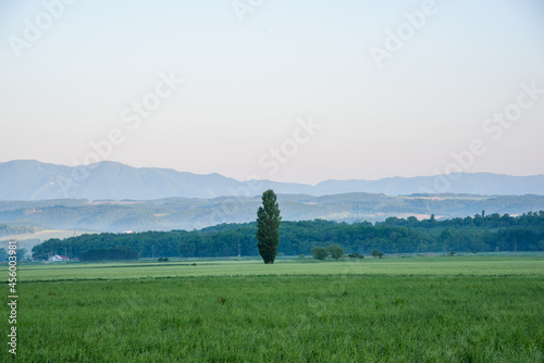 美瑛町の畑に立つポプラの木 北海道美瑛町の観光イメージ