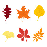 Set of colorful autumn leaves. Foliage collection,  maple, linden, rowan, oak, chestnut, ginkgo, isolated on white background. Simple cartoon flat style. Vector illustration.