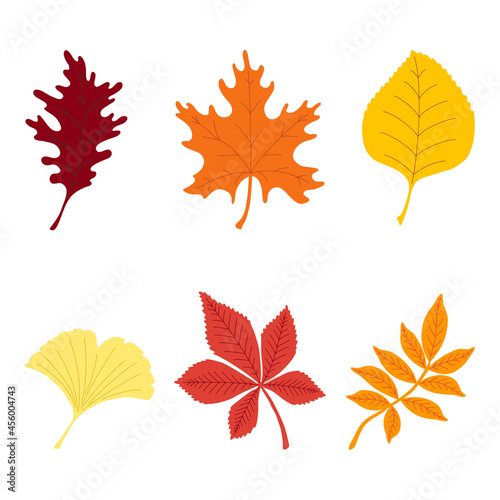 Set of colorful autumn leaves. Foliage collection, maple, linden, rowan, oak, chestnut, ginkgo, isolated on white background. Simple cartoon flat style. Vector illustration.