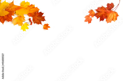 Orange and red maple leaves on a white background. Delicate pattern of small leaves. Framing with leaves on both sides.