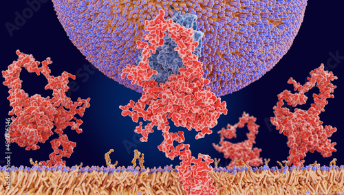 LDL particle binding to the LDL receptor photo