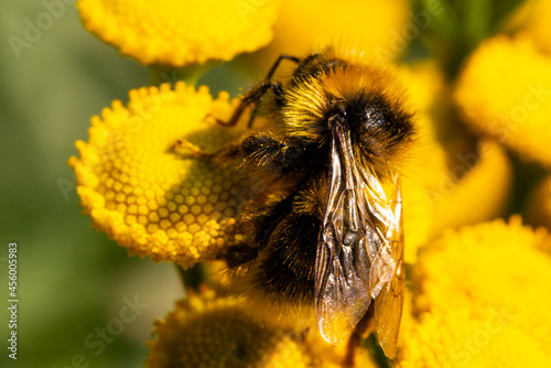 Macro photography of a bumblebee collecting pollen from yellow flowers of Tanacetum vulgare. A bumblebee in yellow flower pollen.