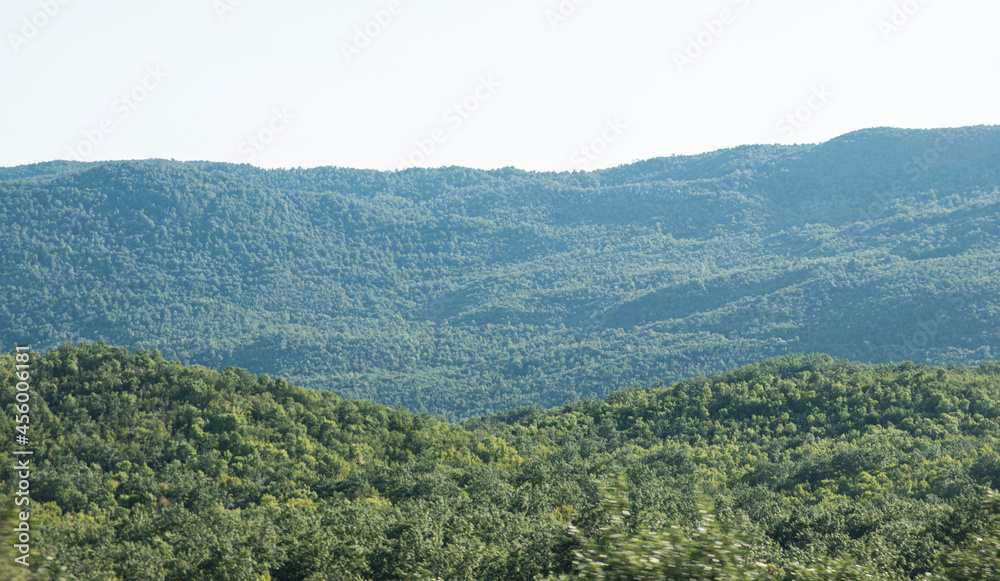 forest in the mountains