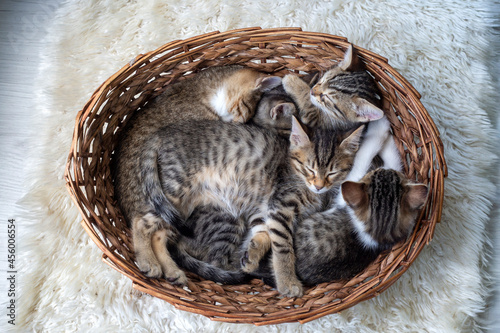 Kittens sleeping in a basket