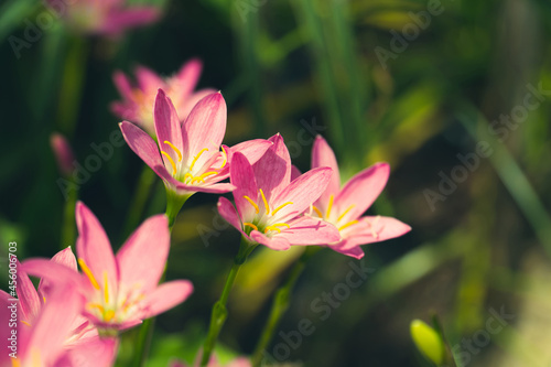 Beautiful pink rain lily flower field or Zephyranthes Grandiflora with sunlight on natural green leaves plants using as spring background  Selective focus. Shallow DOF. copy space for text.