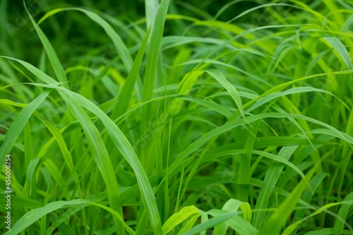 Portrait View of unwanted green grass in garden