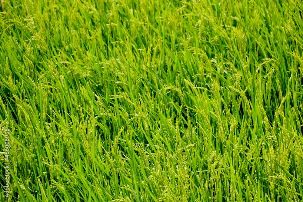Portrait View of unwanted green grass in garden Portrait View of unwanted green grass in garden