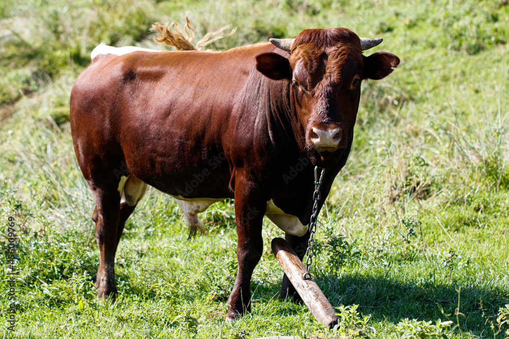 bull grazes on a field with green grass bull grazes on a field with green grass