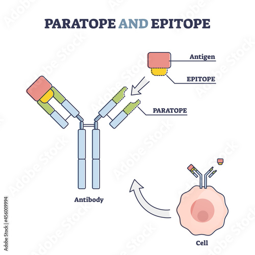 Paratope and epitope antibody binding regions with foreign body outline diagram. Educational labeled virus protection as immune system principle vector illustration. Antigen medical explanation scheme