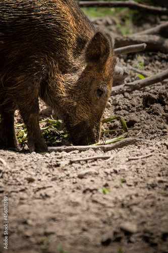 Fotobehang Vertical shot of a wild boar on the ground
