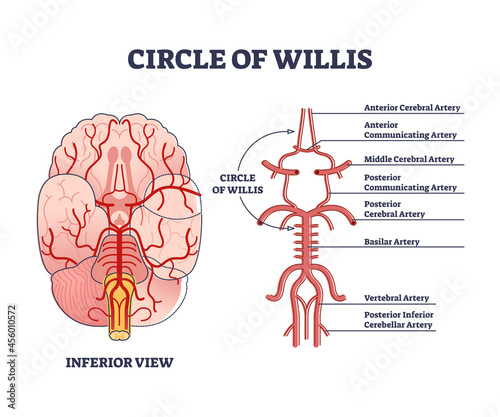 Circle of willis circulatory anastomosis with blood stream in brain outline diagram. Artery and aorta system explanation from inferior view vector illustration. Labeled educational bloodstream example photo