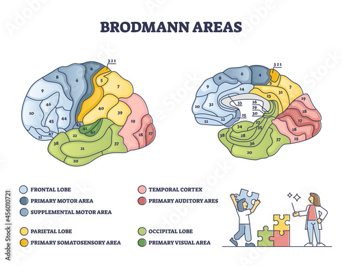 Brodmann areas map as anatomical brain region zones of cerebral cortex outline diagram. Labeled educational cytoarchitecture and histological structure and organization of cells vector illustration. photo