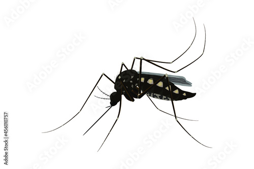 Isolated mosquito white background. Realistic dengue mosquito in vector illustration. Design of graphic source for healthcare of fever that mosquito is transmitter