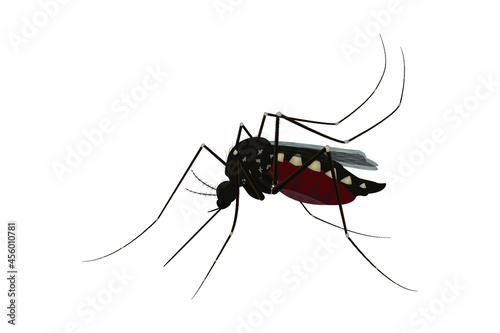 Isolated mosquito white background. Realistic dengue mosquito in vector illustration. Design of graphic source for healthcare of fever that mosquito is transmitter