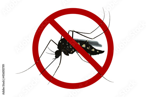 Isolated mosquito white background. Realistic dengue mosquito in vector illustration. Design of graphic source for healthcare of fever that mosquito is transmitter