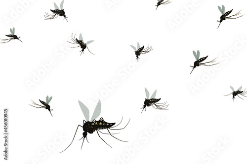 Isolated mosquito white background. Realistic dengue mosquito in vector illustration. Design of graphic source for healthcare of fever that mosquito is transmitter © Studio623