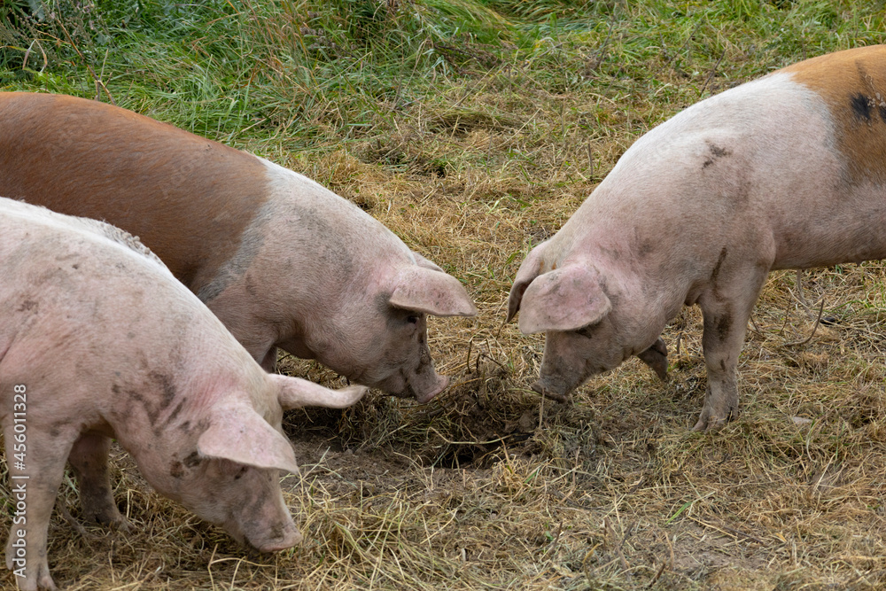 free-range pigs. Healthy nice pigs enjoy themselves in a meadow where they have plenty of space to frolic in the way of pigs free-range pigs. Healthy nice pigs enjoy themselves in a meadow where they have plenty of space to frolic in the way of pigs