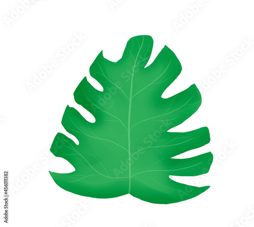 A set of tropical leaves Exotic Nature Leaves Plants Surrounding world