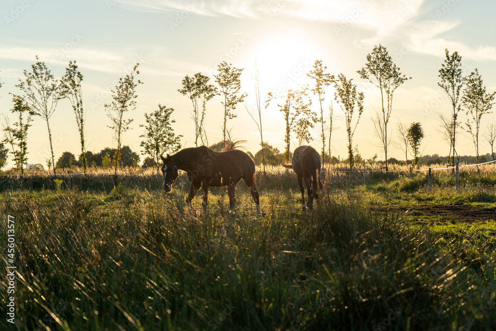 horses-pasture-sunset