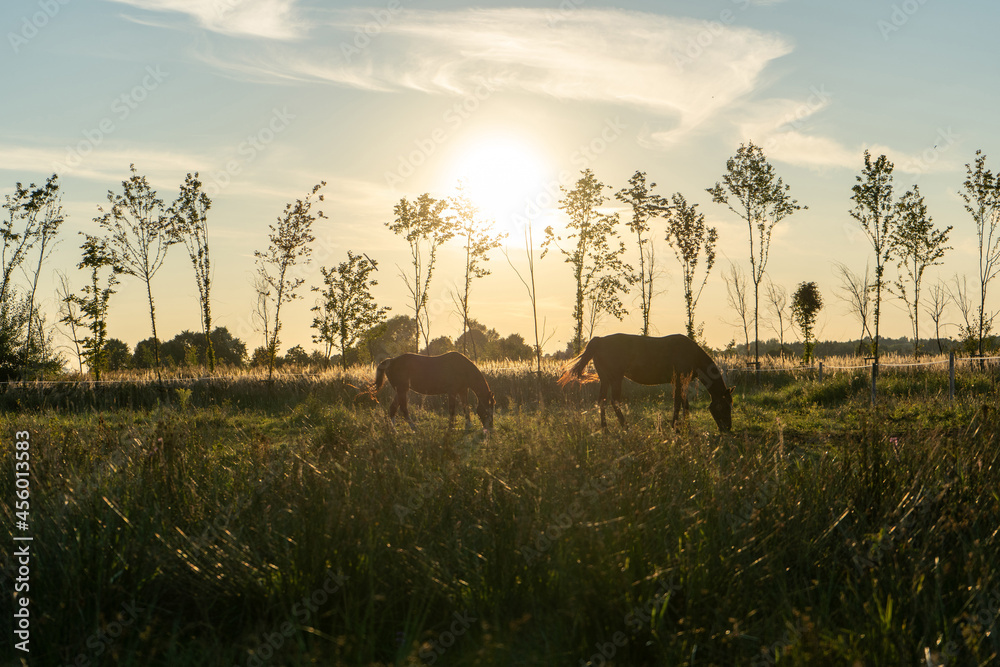horses-pasture-sunset - obrazy, fototapety, plakaty 