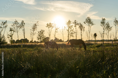 Obraz na płótnie horses-pasture-sunset w salonie