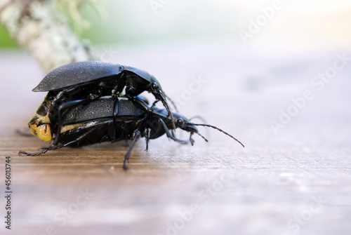 Darkling beetle Superworm or Zophobas morio. two big black bugs reproduction close up photo