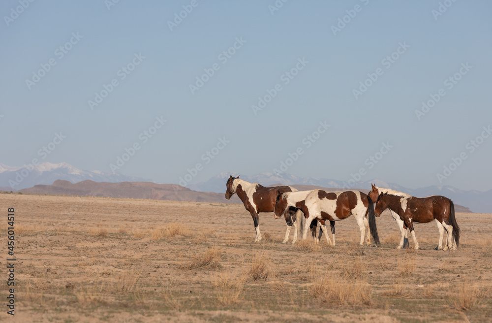 Obraz premium Wild Horses in Spring in the Utah Desert