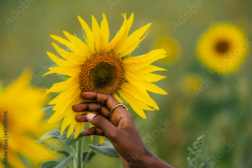 Crop ethnic woman touching blooming Helianthus in field