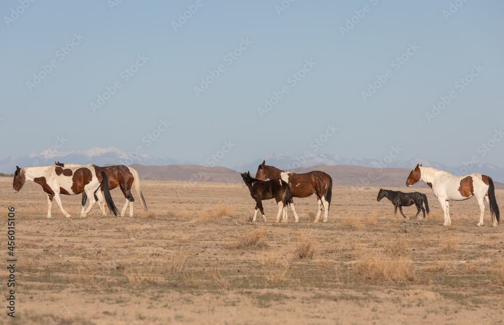 Wild Horses in Spring in the Utah Desert