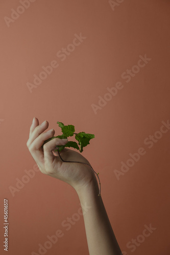 Woman's hand holding a mint branch. Terracotta background. Vertical orientation. 