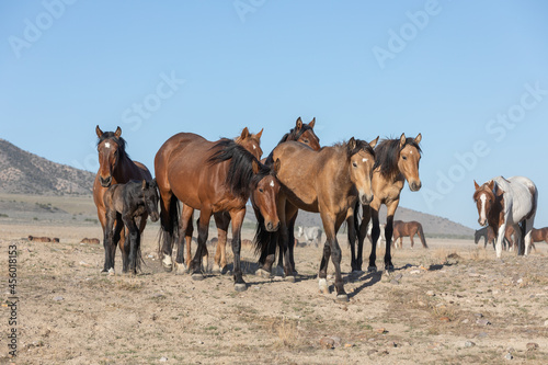 Fototapeta Naklejka Na Ścianę i Meble -  Wild Horses in Spring in the Utah Desert