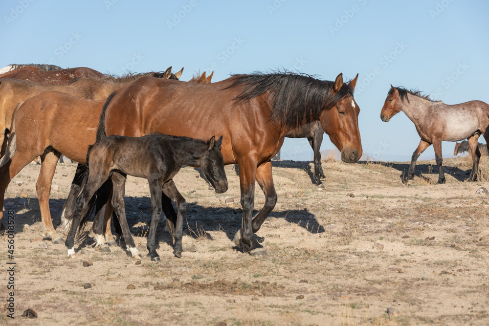 Wild Horses in Spring in the Utah Desert