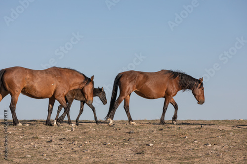 Wild Horses in Spring in the Utah Desert © natureguy