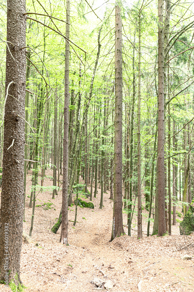 Obraz premium im wald