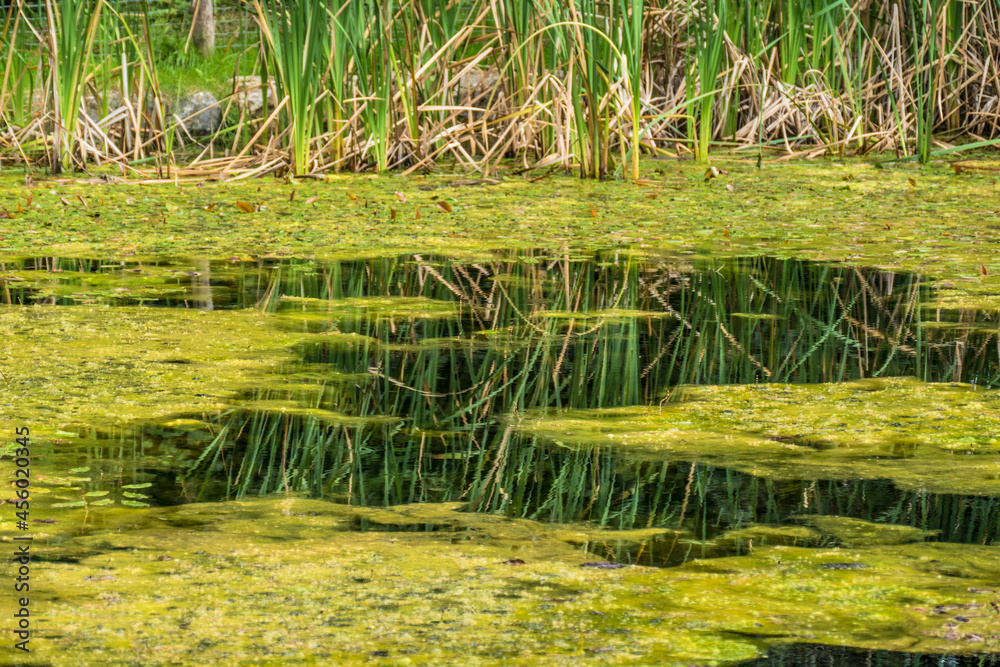 Obraz premium Blühende Seerosen im Teich