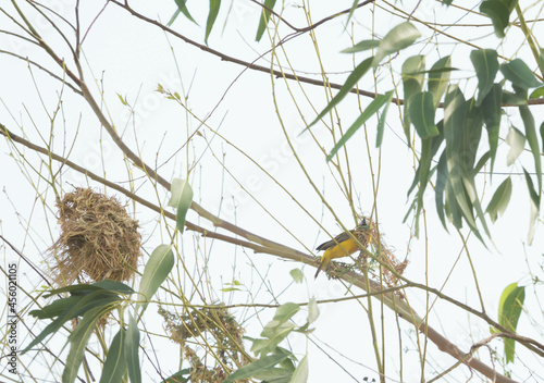 Asian Golden Weaver
