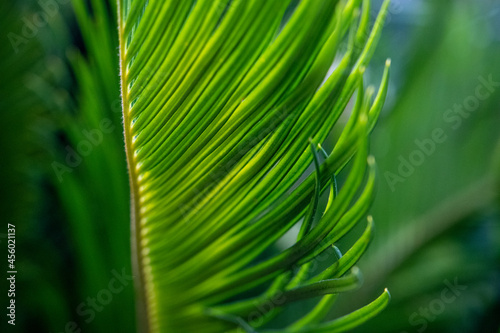 Close up of green cycad leaves photo