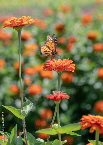 orange flower