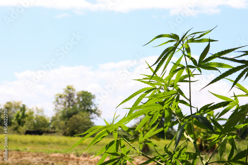 Cannabis plant growing with blue sky at marijuana farm. photo