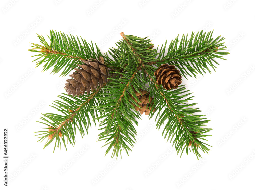Front view of fir tree branch and cones Front view of fir tree branch and cones