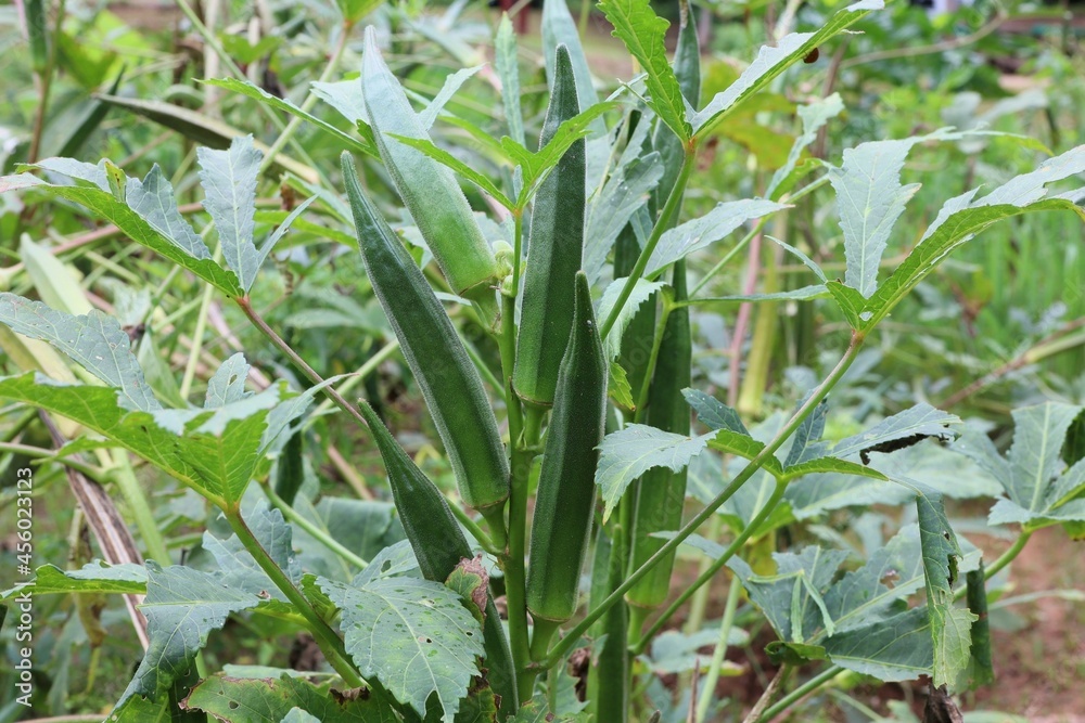 grass with dew drops grass with dew drops