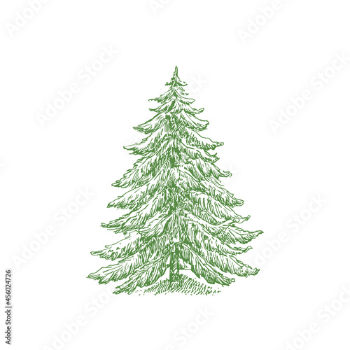 Hand Drawn Christmas Tree Color Vector Illustration. Abstract Pine Sketch. Winter Holiday Engraving Style Drawing. Isolated