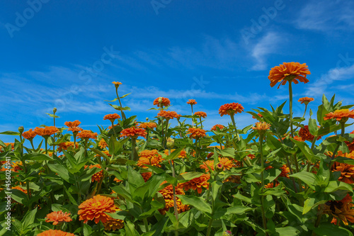 field of poppies