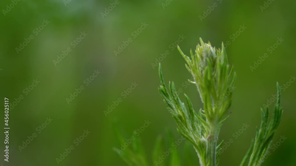Tansy in slight breeze, flowers, growing (Tanacetum vulgare - (4K) Tansy in slight breeze, flowers, growing (Tanacetum vulgare - (4K)