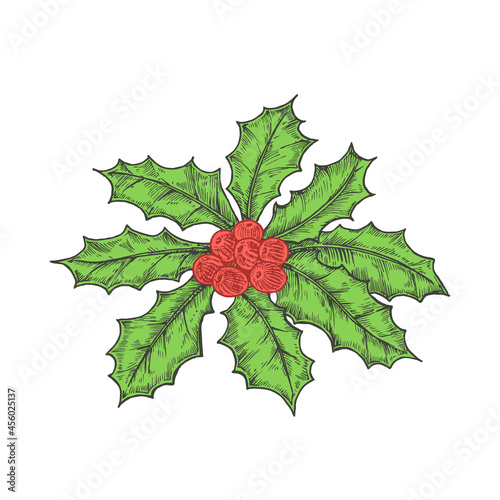 Hand Drawn Christmas Holly Leaves Bunch with Berries Color Vector Illustration. Abstract Sketch. Winter Holiday Engraving Style Drawing. Isolated