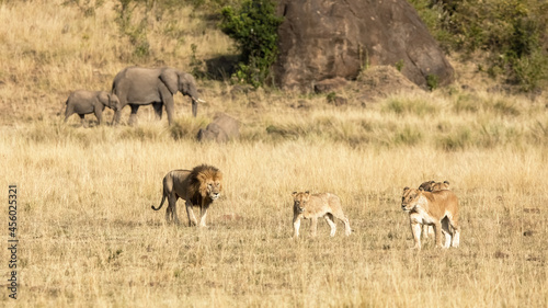 Pride of lions, panthera leo,, a male and three females, in the grasslands of the Masai Mara, Kenya. An elephant mother and calf can be seen walking past in the background.