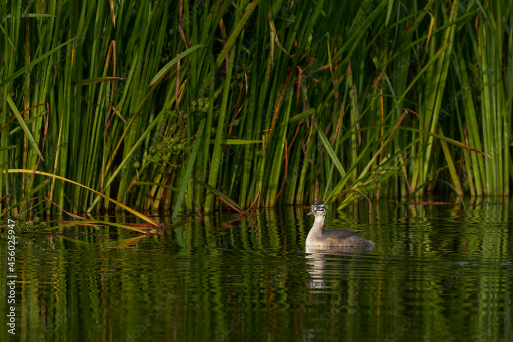 Juvenile Great Crested Grebe (Podiceps cristatus) on a lake at Ham Wall in Somerset, United Kingdom. Juvenile Great Crested Grebe (Podiceps cristatus) on a lake at Ham Wall in Somerset, United Kingdom.